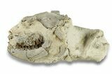 Fossil Oreodont (Leptauchenia) Partial Skull - South Dakota #269895-1